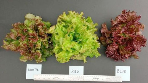 LED使植物生長(zhǎng)最優(yōu)化的技術(shù)